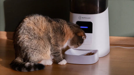 How to Get Your Cat Comfortable With an Auto Self-Groomer