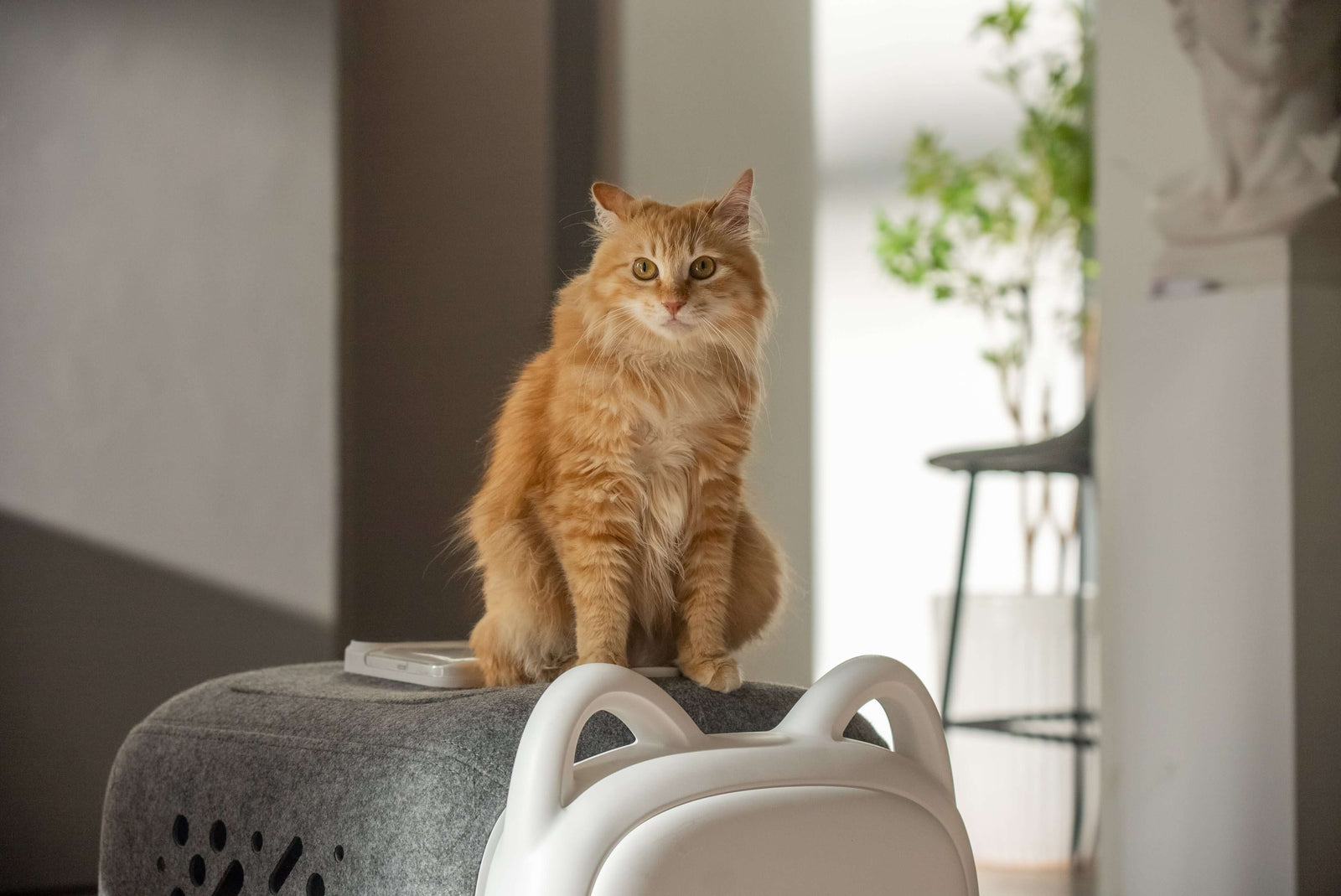 Is PawSwing AutoComb the Best Solution for Your Cat's Grooming Needs?