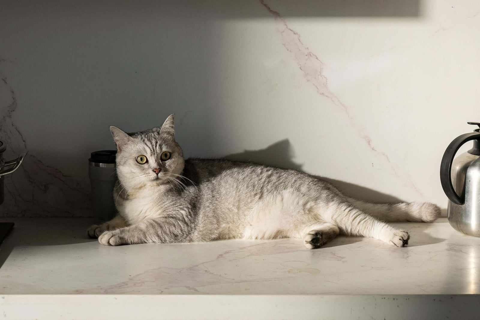 Pawsing's AutoComb: Ultimate Protection Against External Parasites For Pets