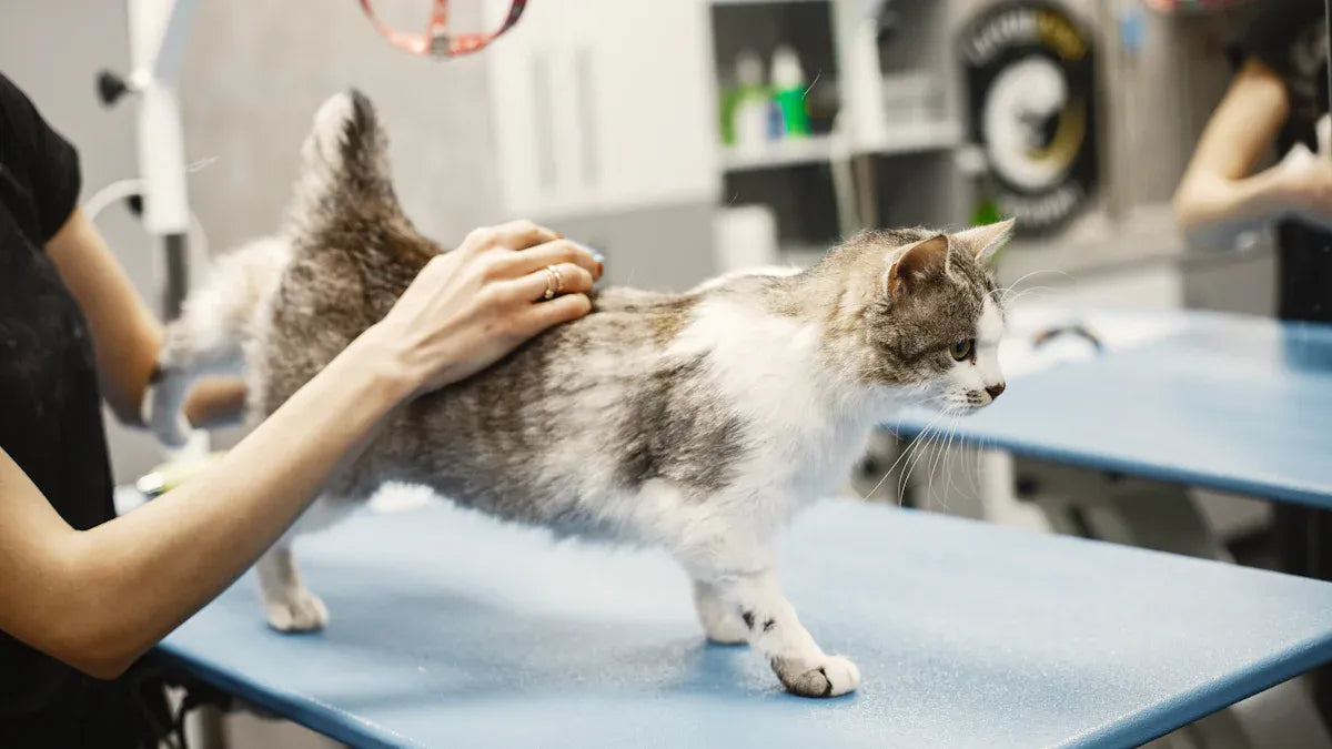 PawSwing AutoComb Automatic Cat Self-Groomer Hands-On Review and Real User Insights