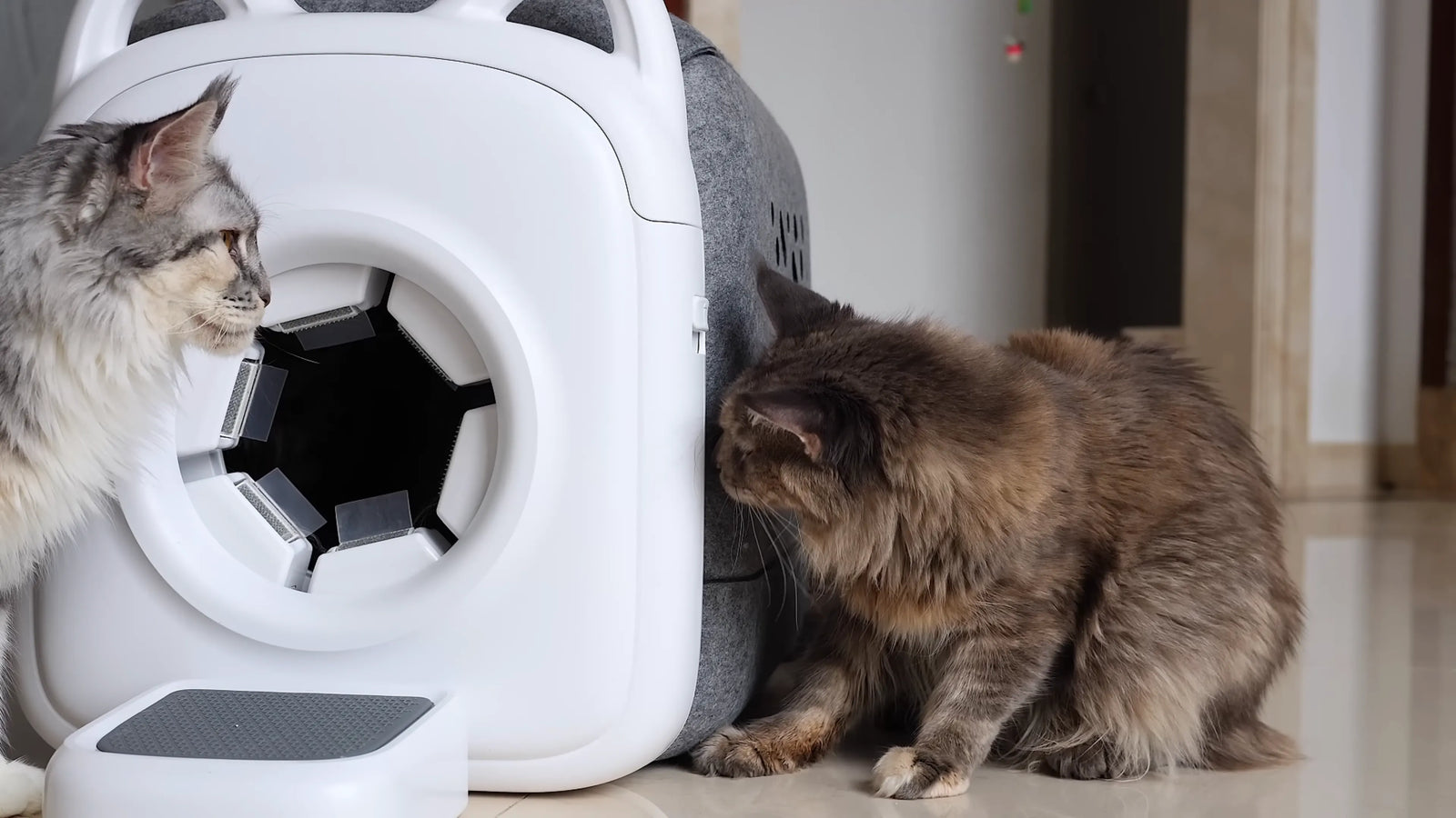 How to Set Up Pawswing for Your Cat