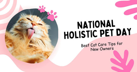 2025 Best Cat Care Tips for New Owners | Holistic Health Guide for Cats