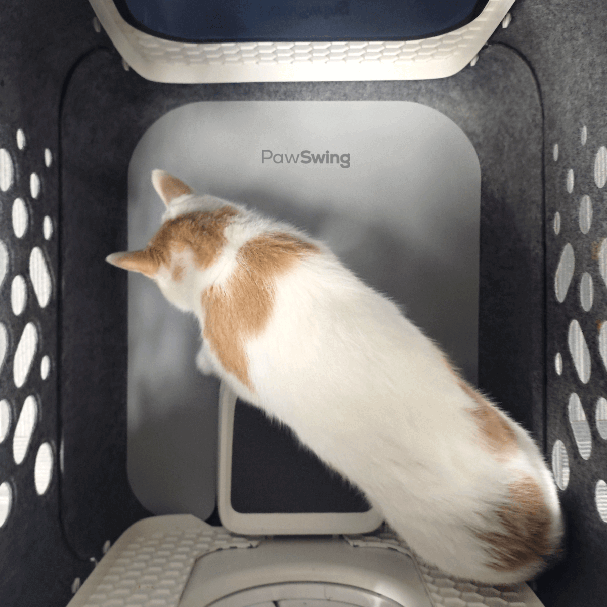 Cat interacting with PawSwing mat inside a pet carrier, showcasing grooming convenience and comfort.
