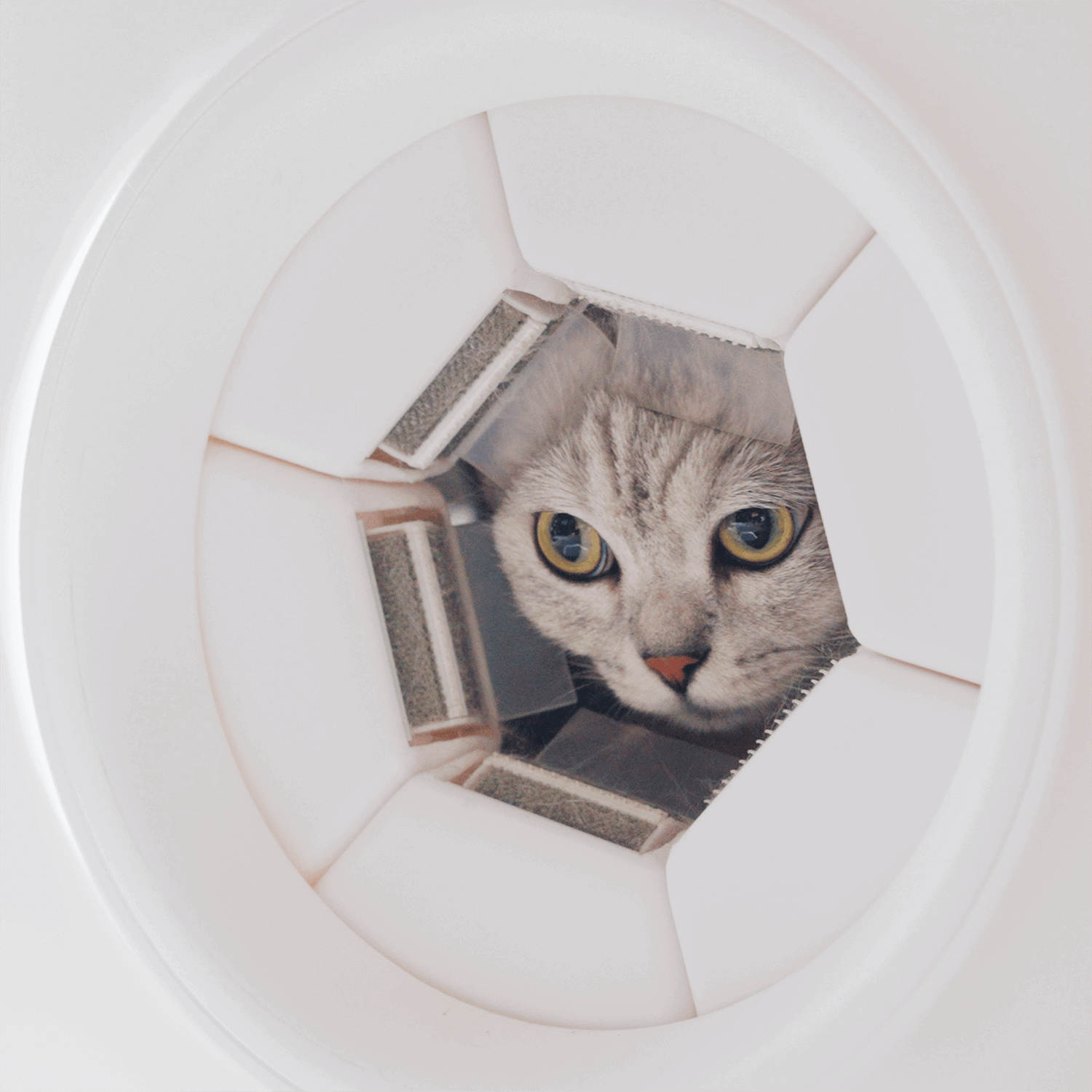 self cat groomer