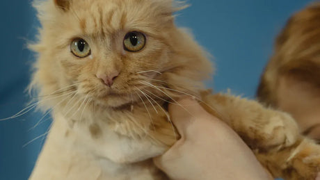Self-Groomers or Traditional Brushes Which Is Best for American Curl Cats