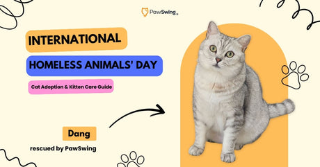 International Homeless Animals' Day: Cat Adoption & Kitten Care Guide