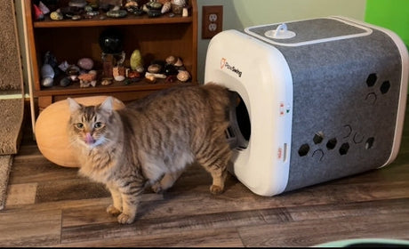 Cat Grooming Guides