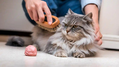 How Daily Brushing Impacts Hairball Formation