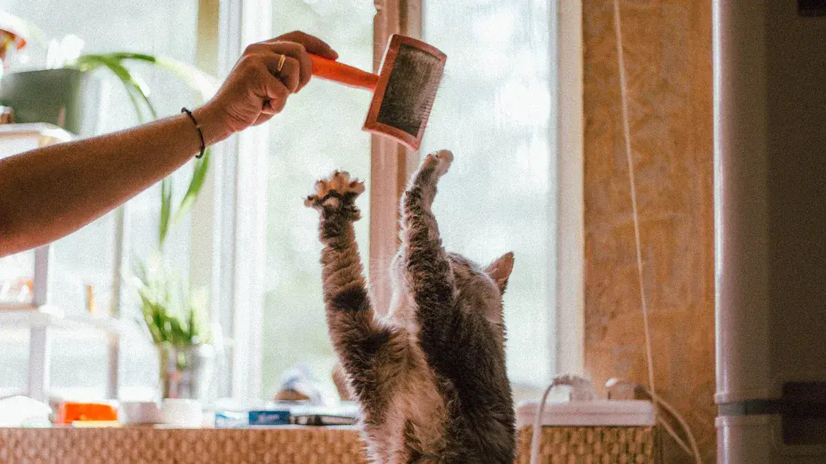 American Shorthair Self Cat Groomer Makes Life Easier