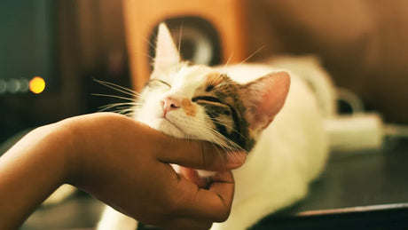 Is a Self Groomer Right for Your American Bobtail Cat