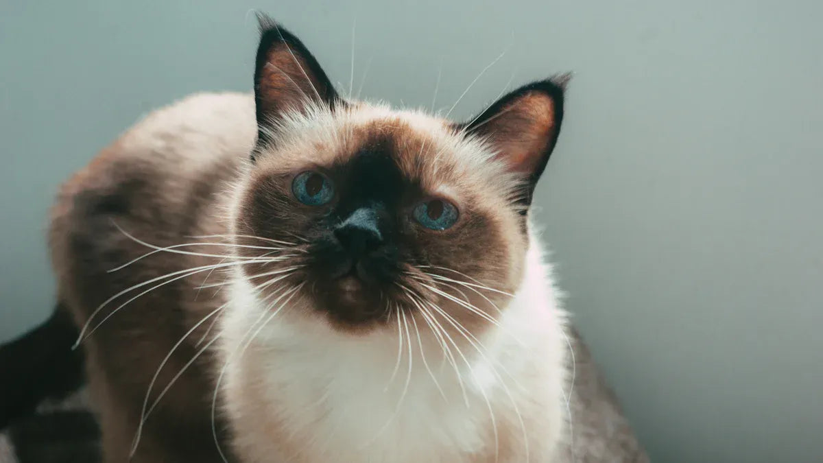 Cat Shedding Solutions