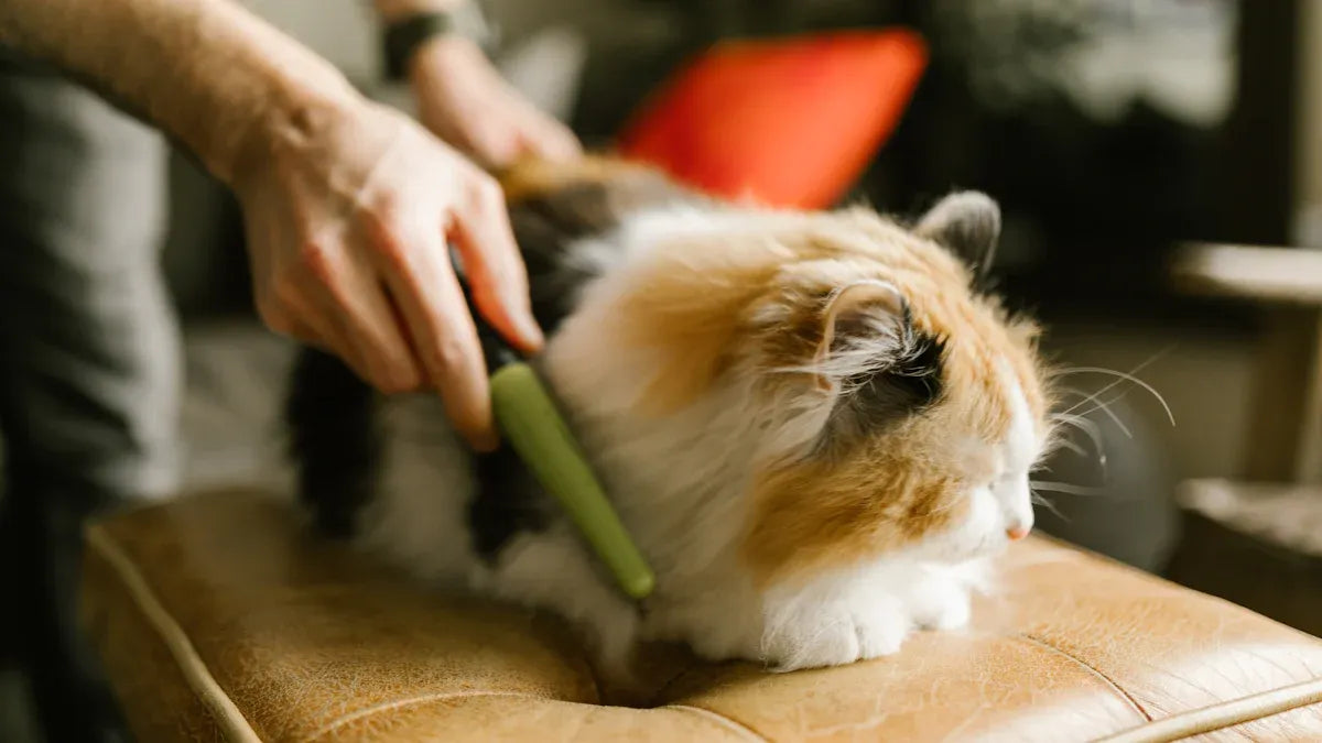 Which Cat Self Groomer Is Best for Maine Coon Cats in 2025