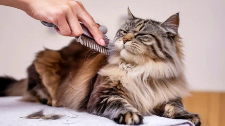 Pawswing Reduces Shedding for a Shinier Cat Coat