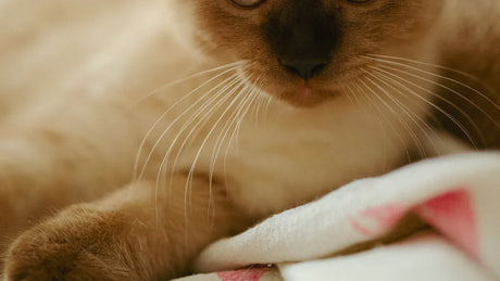 Cat Shedding Solutions