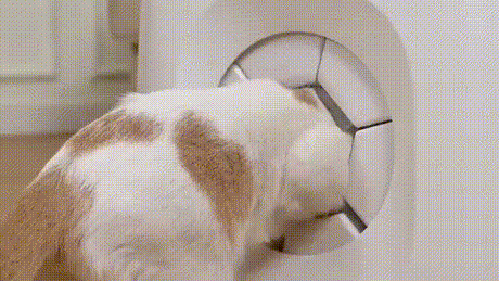 Cat Shedding Solutions