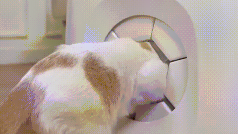 Top 8 Self-Grooming Cat Houses for Multi-Cat Homes in 2025