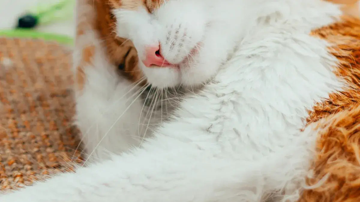 Top 7 Cat Self Groomers for Multiple Cat Housholds in 2025