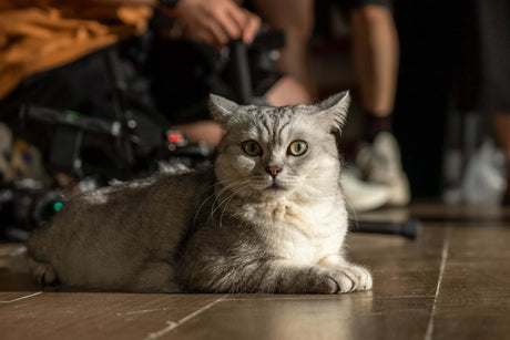 Say Goodbye to Excessive Bathing: How Pawswing Autocomb Helps Reduce Hairballs