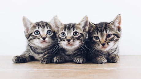 Cat Shedding Solutions