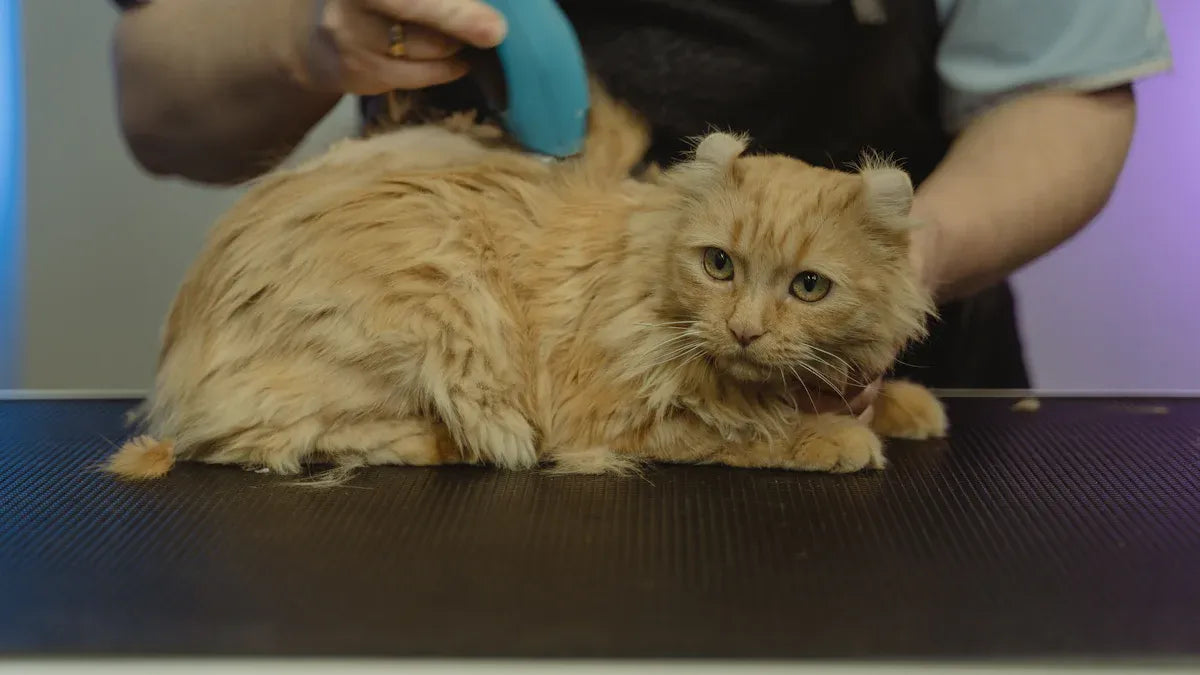 How to Choose the Best Cat Self Groomer for American Curl Cats