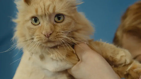 Self-Groomers or Traditional Brushes Which Is Best for American Curl Cats