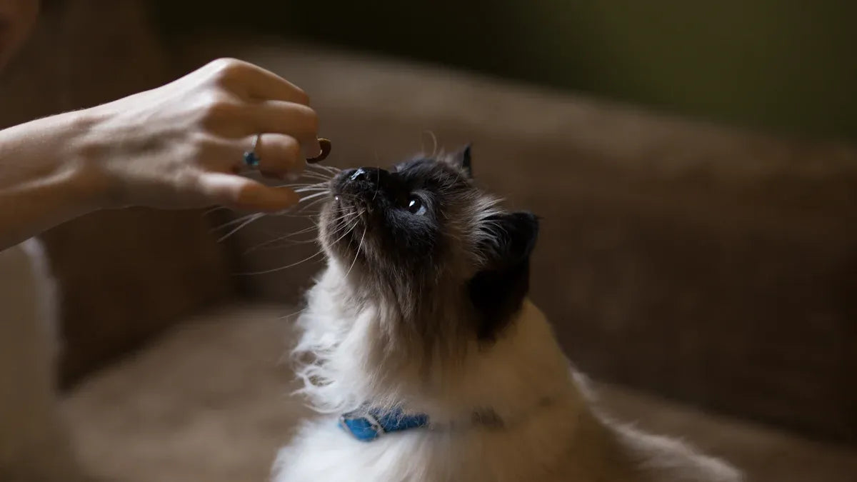 Cat Shedding Solutions