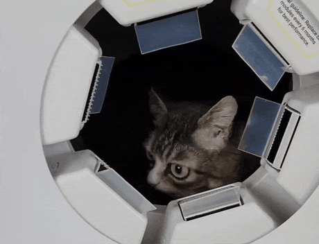 Cat Grooming Guides