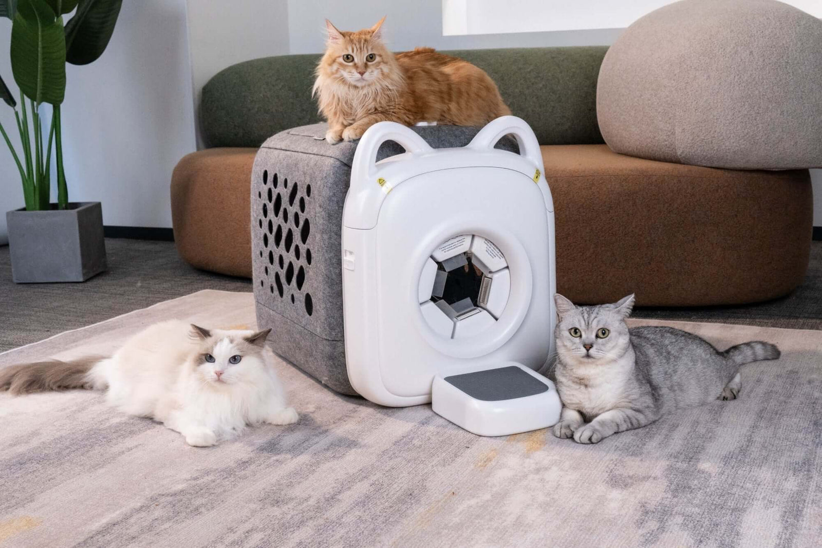 What Happens If You Groom a Cat Tongue: Surprising Facts Revealed