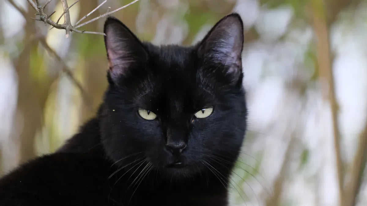 Tips for Picking the Best Cat Self Groomer for Your Bombay Cat