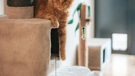 Your Complete Guide to PawSwing Neo Pre-Sale and Early Bird Offers