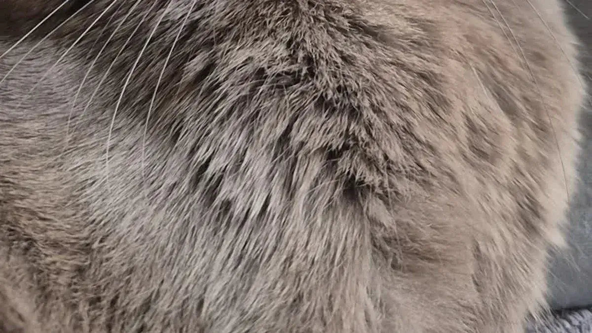 3 ways to pick a cat self groomer for ca British short in 2025