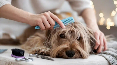Best Techniques for Detangling Mats in Pets