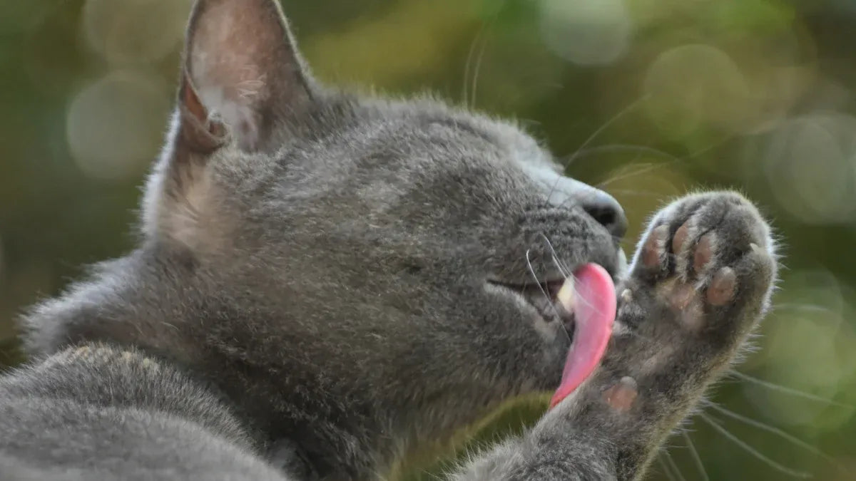 Top 8 Cat Self Groomers for Russian Blue Cats Reviewed in 2025