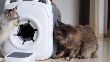 7 Days to Make Your Cat Love Autocomb Pro: Stress-Free Grooming Training