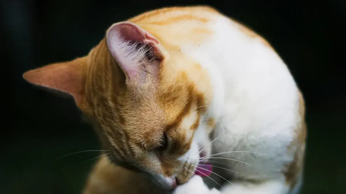 A Review of the Best Cat Self Groomers for Maine Coon Owners