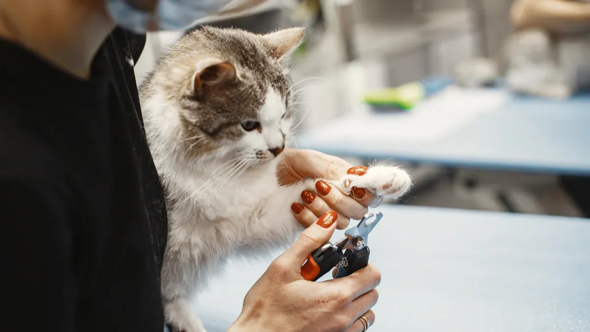 Cat Shedding Solutions