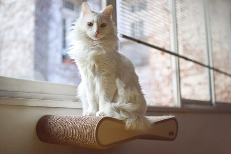 10 Essential Tips for Grooming Your Turkish Angora Cat at Home