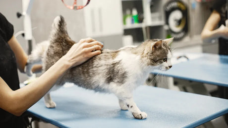 Cat Shedding Solutions