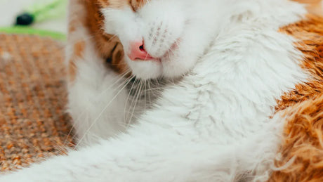 Top 7 Cat Self Groomers for Multiple Cat Housholds in 2025