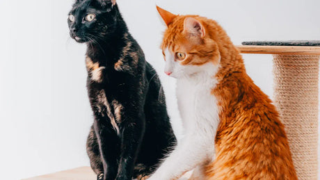 Cat Shedding Solutions