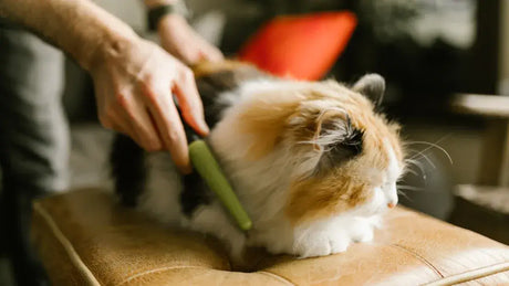 Which Cat Self Groomer Is Best for Maine Coon Cats in 2025