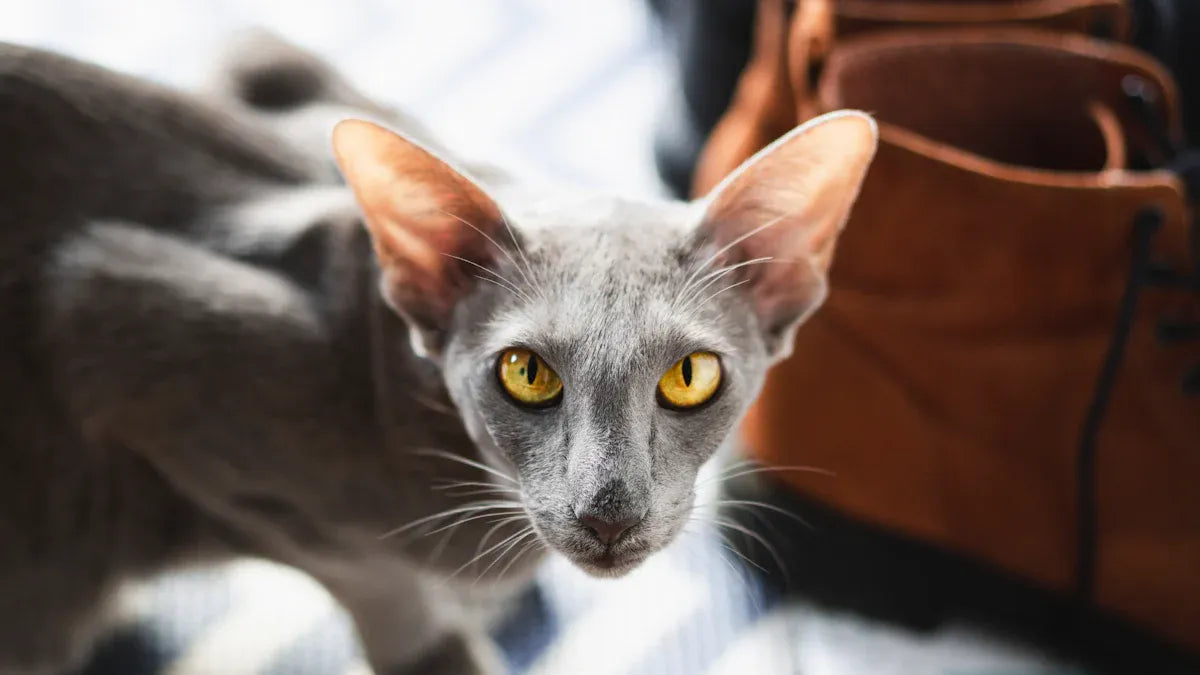 Cat Shedding Solutions