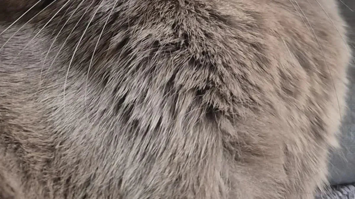 3 ways to pick a cat self groomer for ca British short in 2025