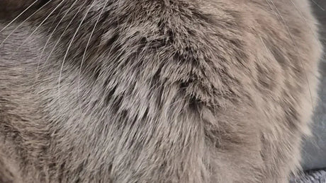 3 ways to pick a cat self groomer for ca British short in 2025