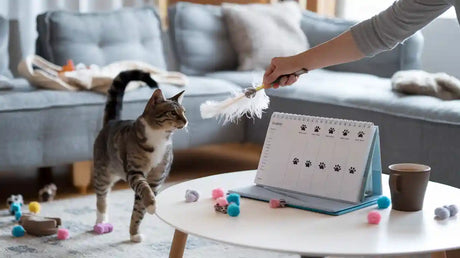 2025 Weekly Pawswing Routine Guide for Cat Owners