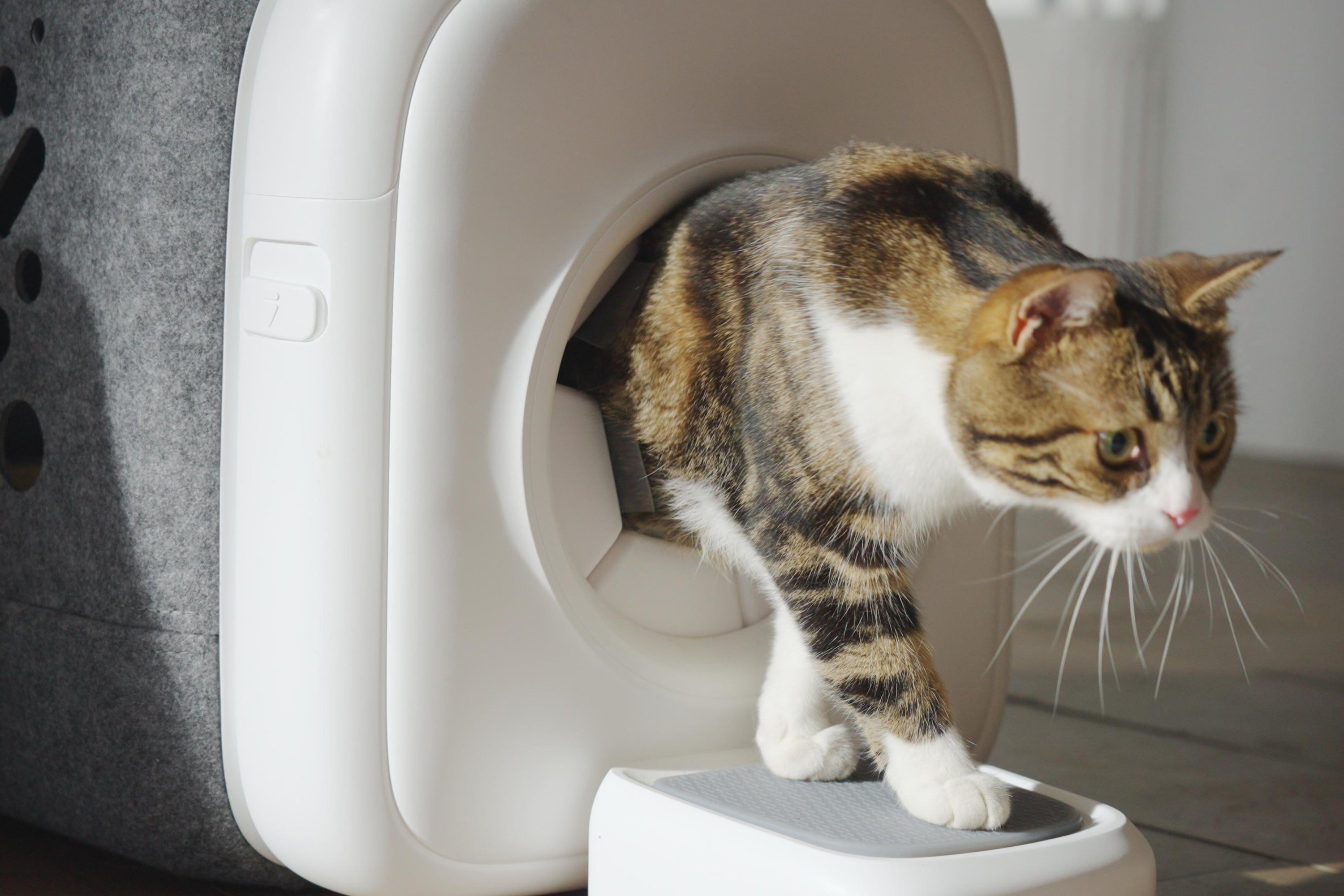 How to Groom Your Cat Efficiently with PawSwing Autocomb: A Step-by-Step Guide