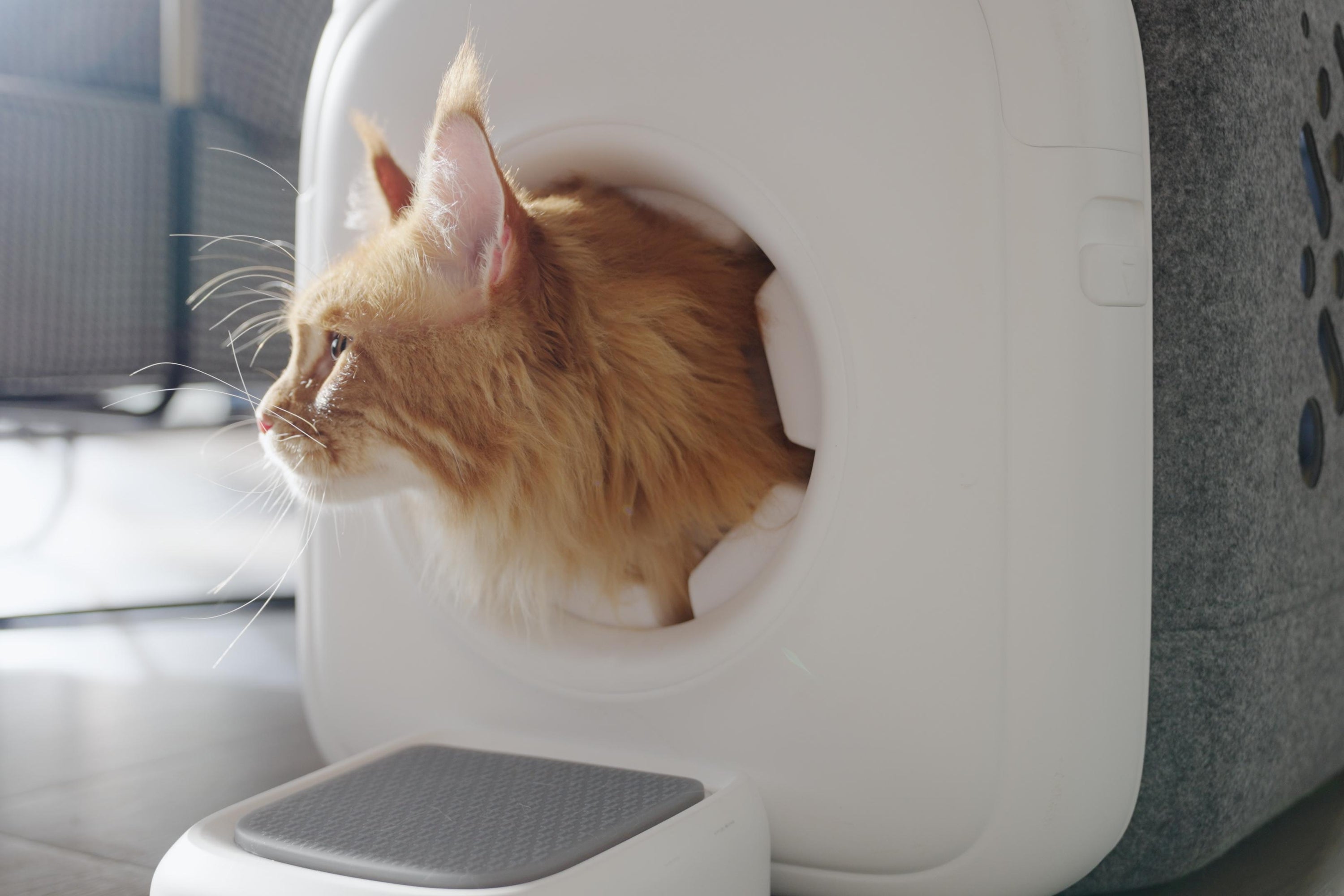 Keep Fleas and Ticks Away with PawSwing AutoComb: The Ultimate Cat Grooming Tool