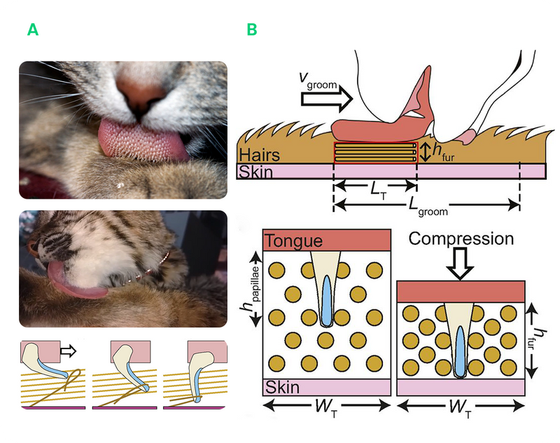 Diagram of the Bionic Cat Tongue System