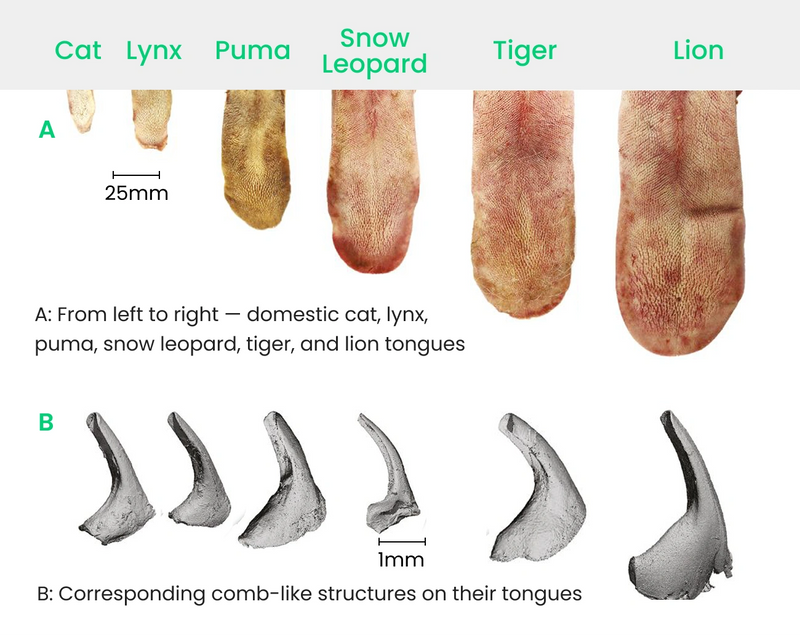 One Design, Perfected by 11 Million Years of Evolution