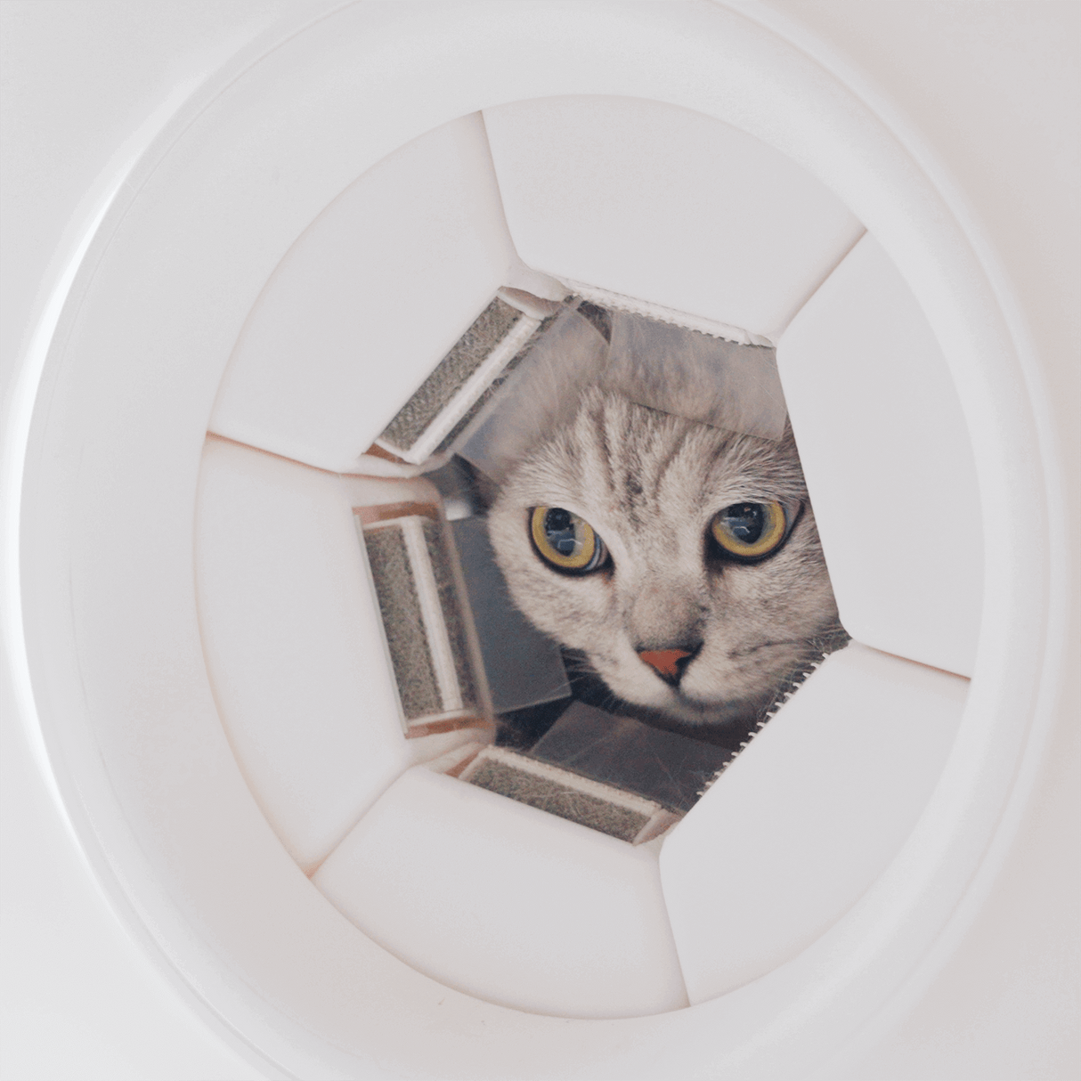 self cat groomer